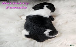 English Springer Spaniel dogs for sale: Burberry - Image 1