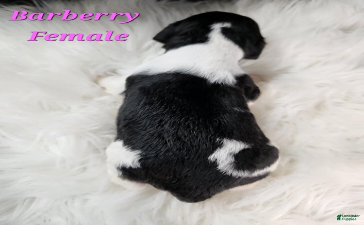 English Springer Spaniel dogs for sale - Ad 1