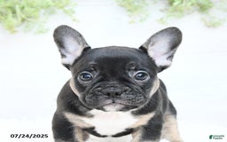 French Bulldog dogs for sale: Tammie - Image 3