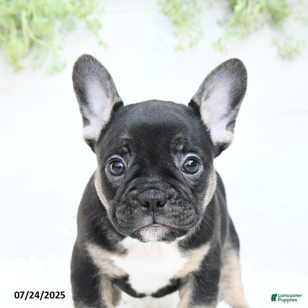 French Bulldog dogs for sale: Tammie - Image 3