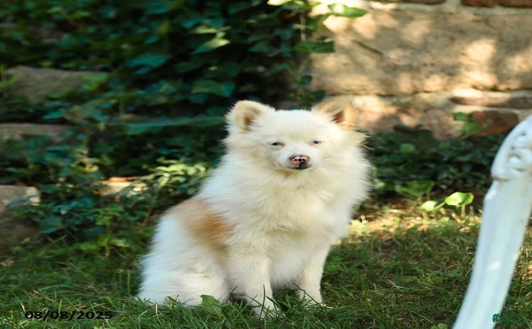 Pomeranian dogs for sale - Ad 1