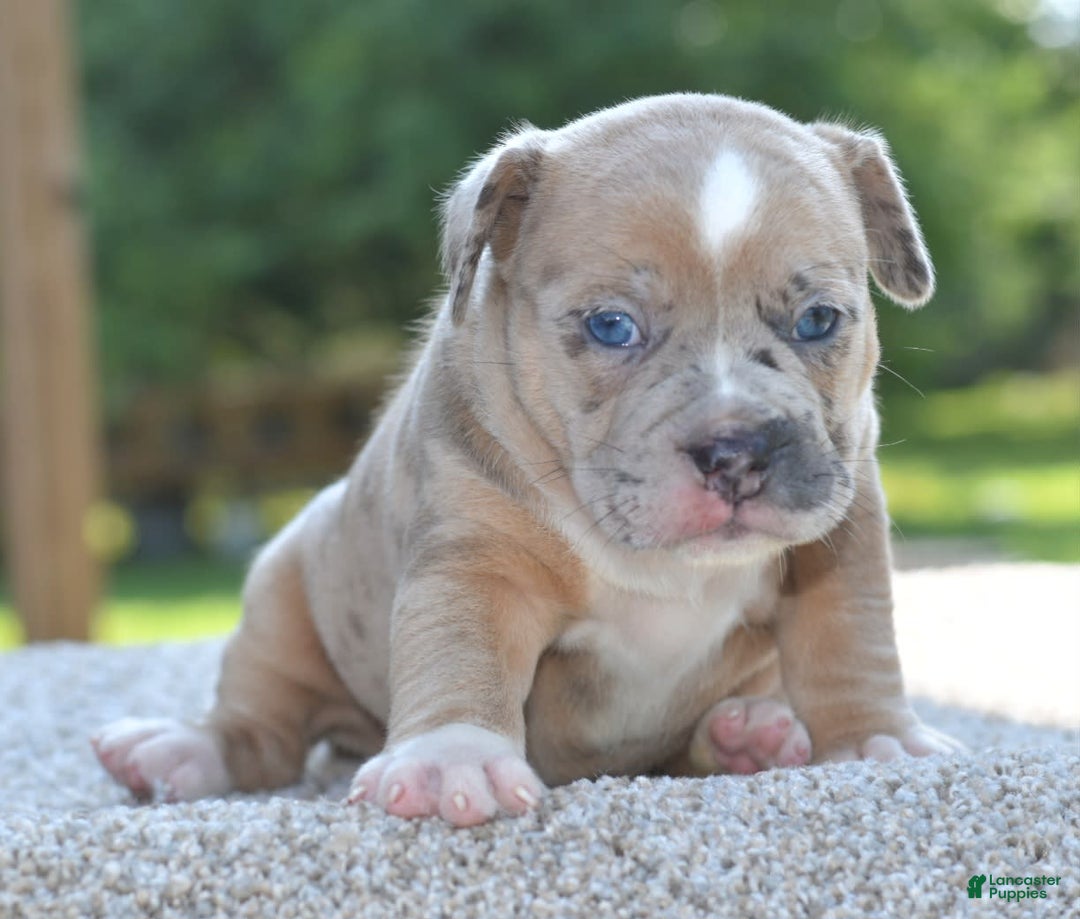 Olde English Bulldogge dogs for sale: Rosie Mini Bulldogge - Image 20