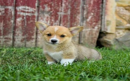 Welsh Corgi Pembroke dogs for sale: Welsh Corgi (Pembroke) 8 puppies - Image 22