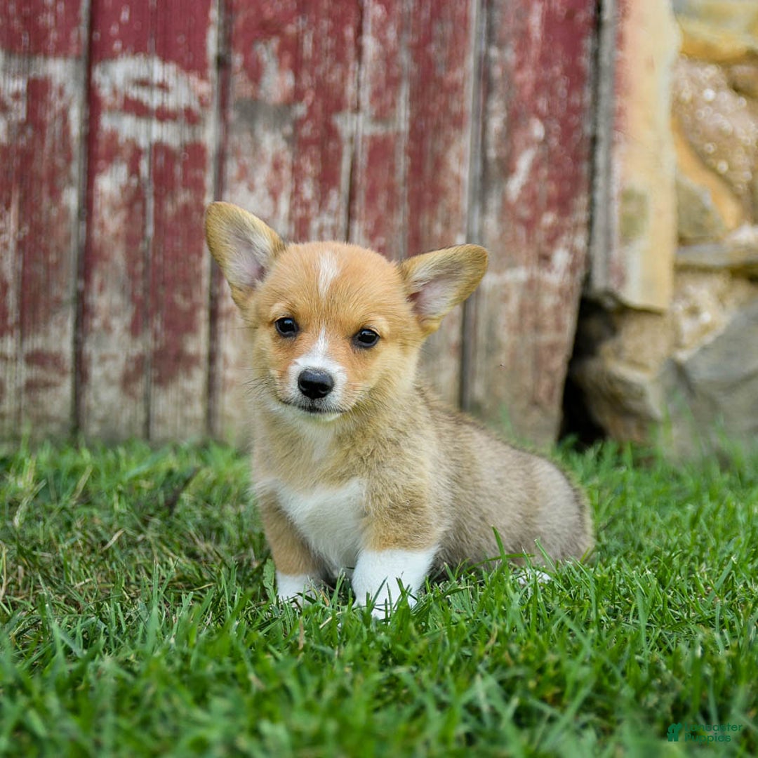 Welsh Corgi Pembroke dogs for sale: Welsh Corgi (Pembroke) 8 puppies - Image 22