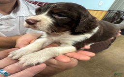 English Springer Spaniel dogs for sale: Male 2 - Image 3