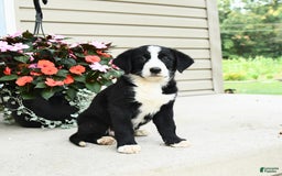Bernese Mountain Dog dogs for sale: Piper - Image 1