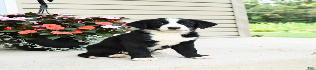 Piper