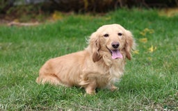 Miniature Dachshund dogs for sale: Wade - Image 6