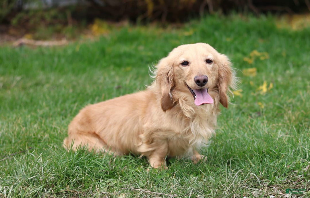 Miniature Dachshund dogs for sale: Wade - Image 6