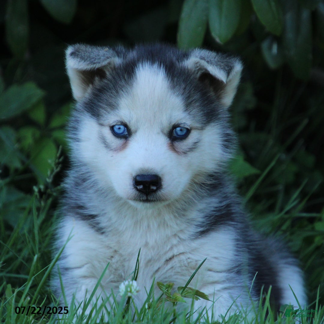 Gerberian Shepsky dogs for sale: Sparky - Image 1