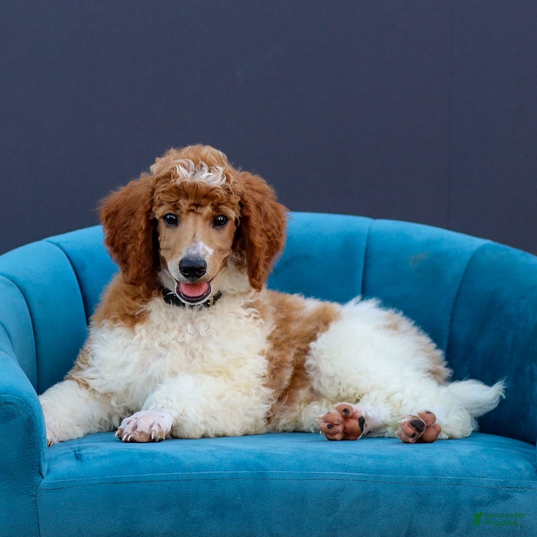Standard Poodle dogs for sale: Rascal - Image 2