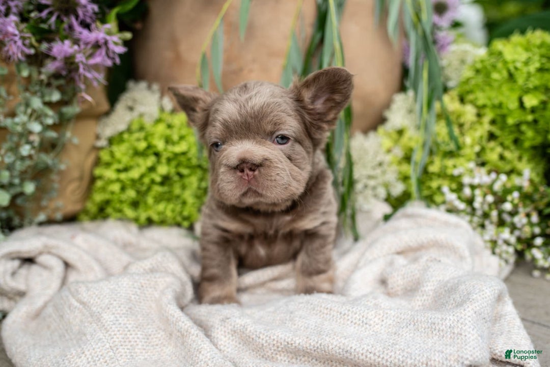 French Bulldog dogs for sale: Pearl - Image 11