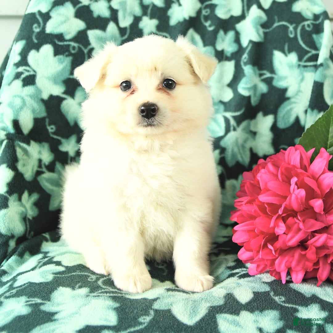 Eskipoo dogs for sale: Saffron - Image 3