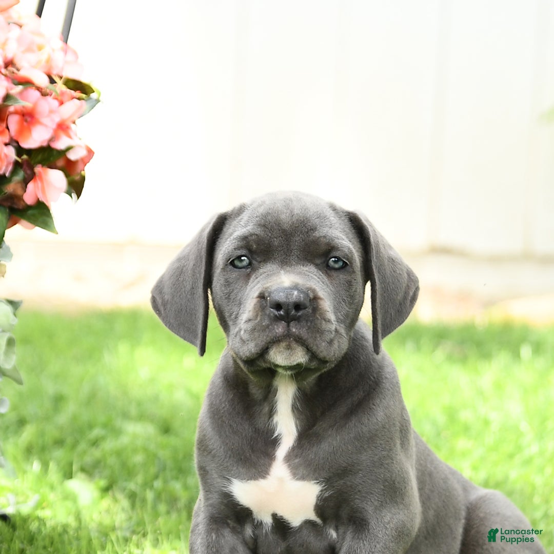 Cane Corso dogs for sale: Brynn - Image 5