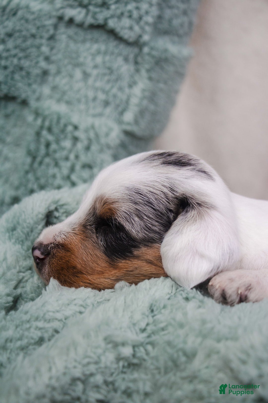Doxiepoo dogs for sale: Muffin - Image 3
