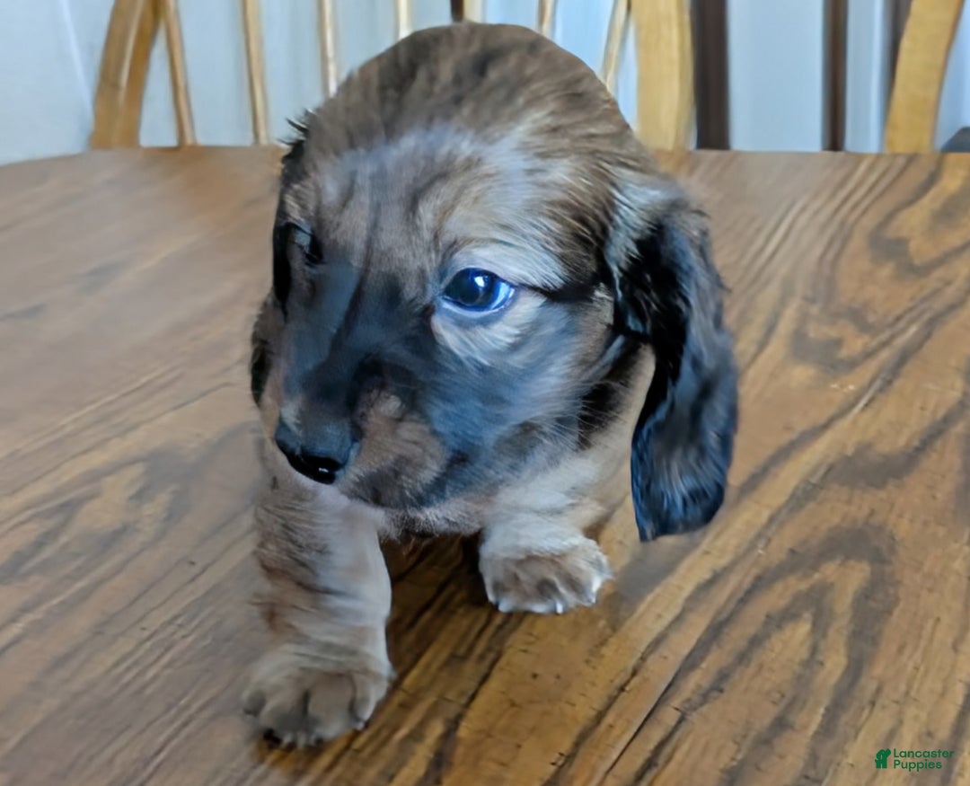 Miniature Dachshund dogs for sale: Todd - Image 4