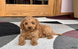 Cockapoo dogs for sale: Tate F1b - Image 1