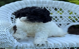 Cavapoo dogs for sale: Carnation - Image 5