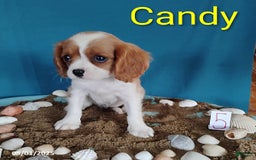 Cavalier King Charles Spaniel dogs for sale: Candy - Image 2