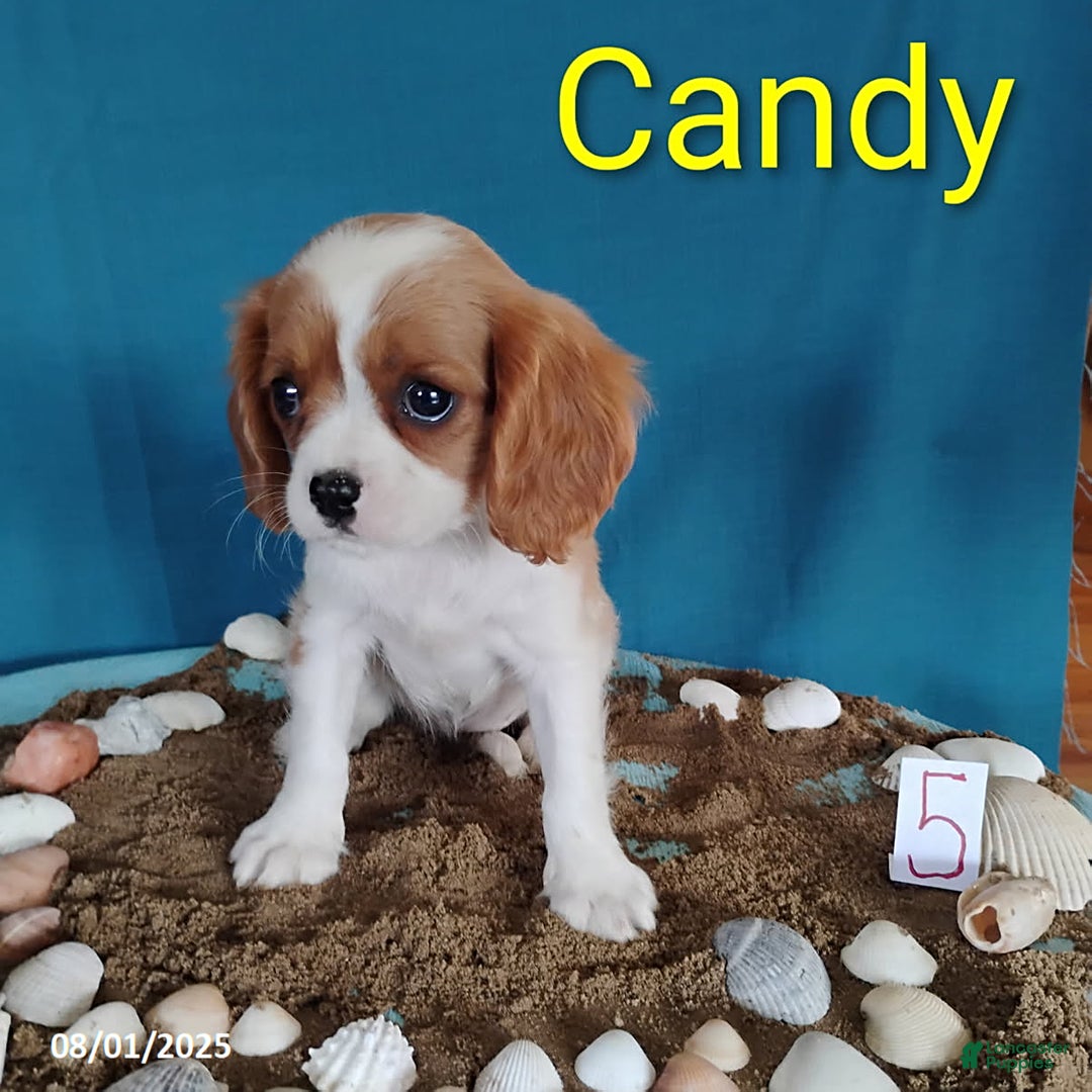 Cavalier King Charles Spaniel dogs for sale: Candy - Image 2