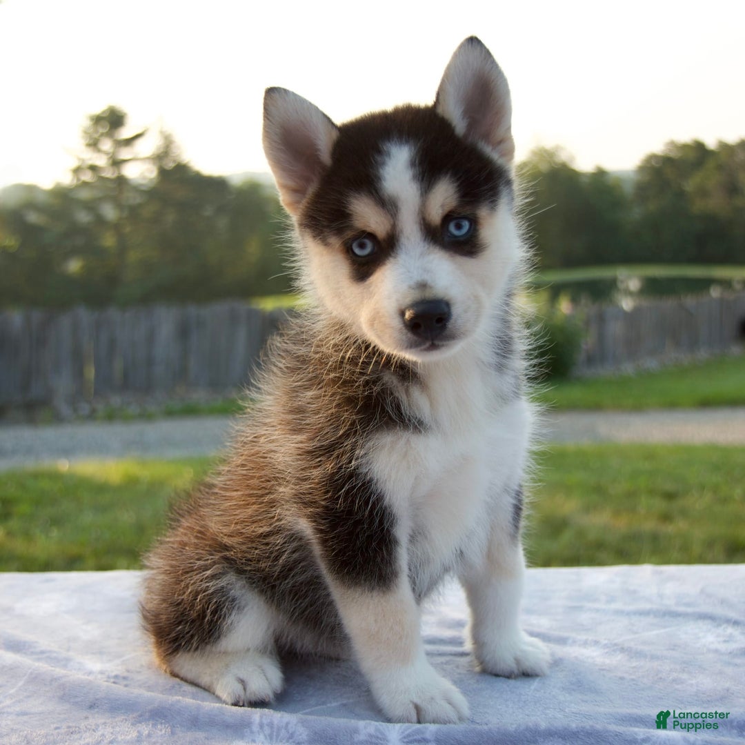 Pomsky dogs for sale: Thunder - Image 3
