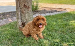 Cockapoo dogs for sale: Henry - Image 12
