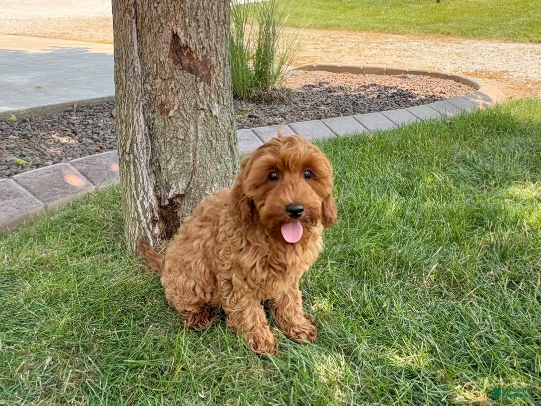 Cockapoo dogs for sale: Henry - Image 12