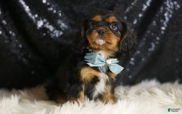 Cavalier King Charles Spaniel dogs for sale: Valentino - Image 2