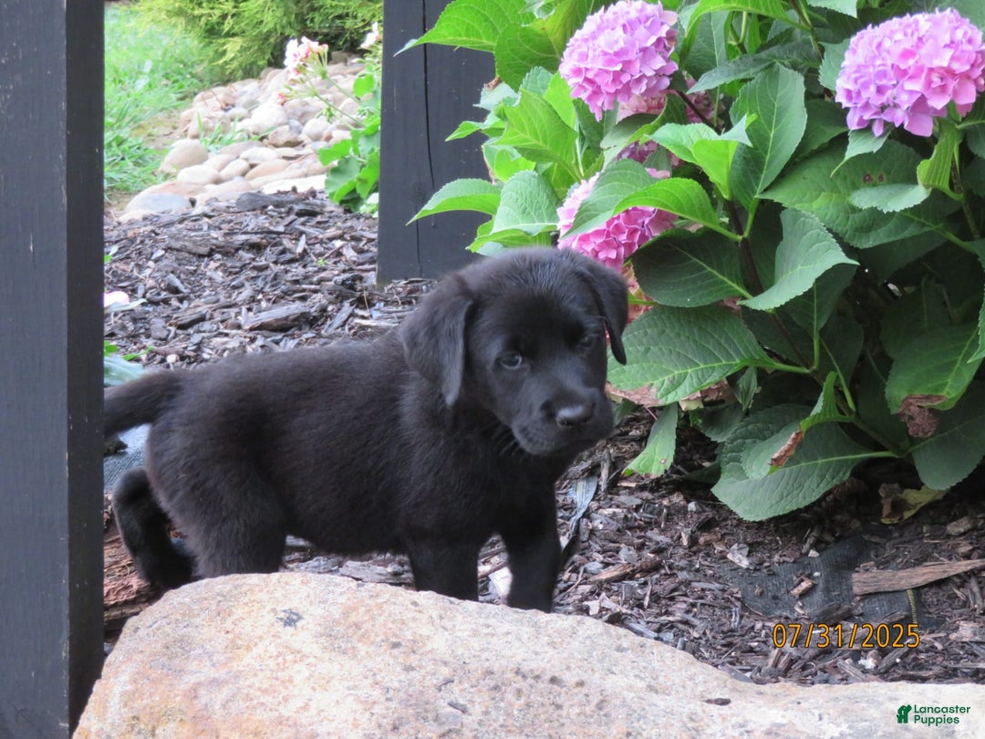 Labrador Retriever dogs for sale: Hunter - Image 16