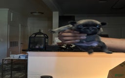 French Bulldog dogs for sale: Female 3 - Image 2