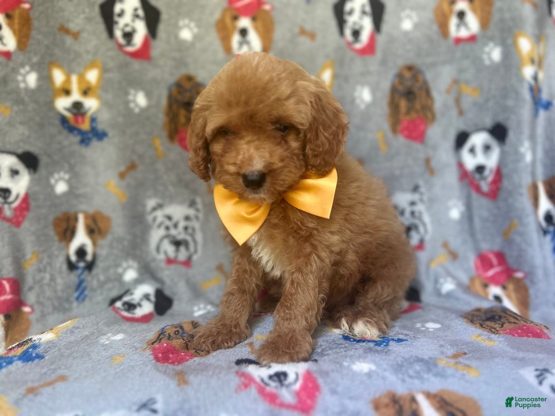 Cavapoo dogs for sale: Kade - Image 5
