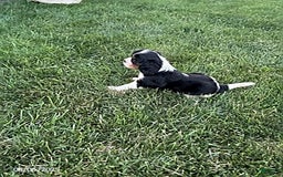 Cavalier King Charles Spaniel dogs for sale: Charlie - Image 3