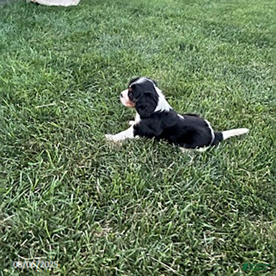 Cavalier King Charles Spaniel dogs for sale: Charlie - Image 3
