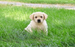 Labrador Retriever dogs for sale: Labrador Retriever 8 puppies - Image 14