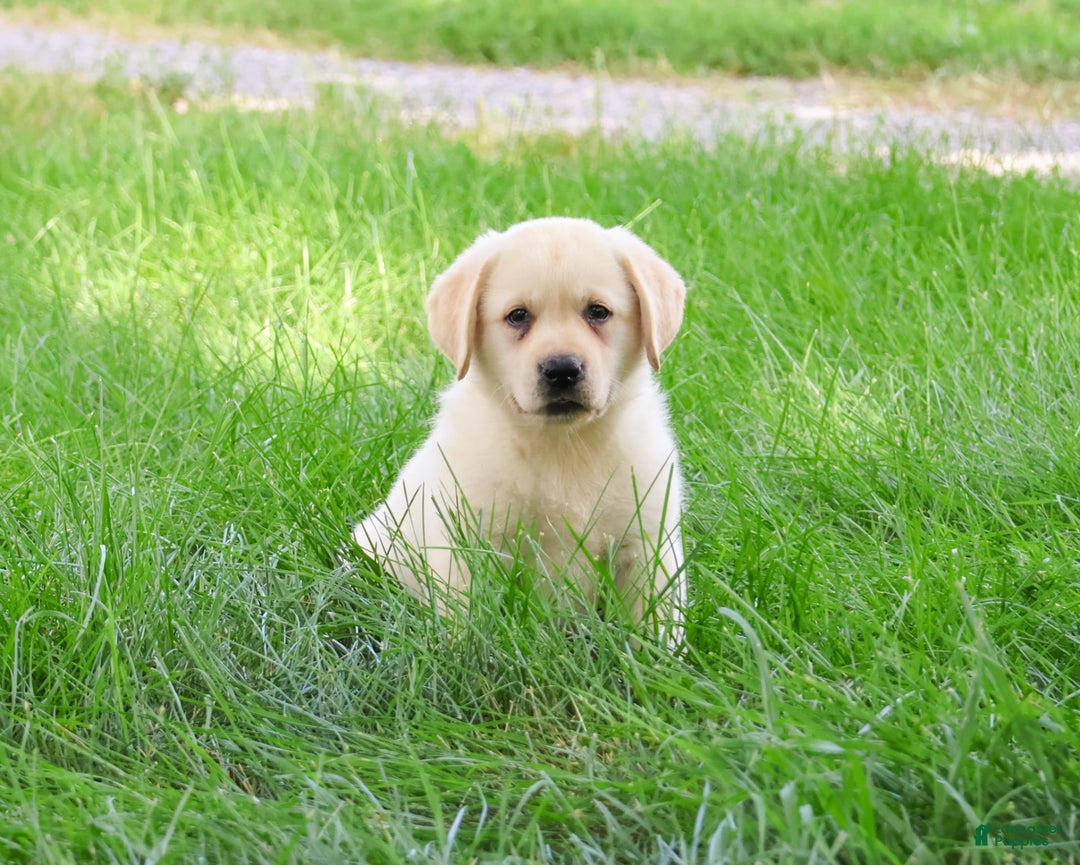 Labrador Retriever dogs for sale: Labrador Retriever 8 puppies - Image 14