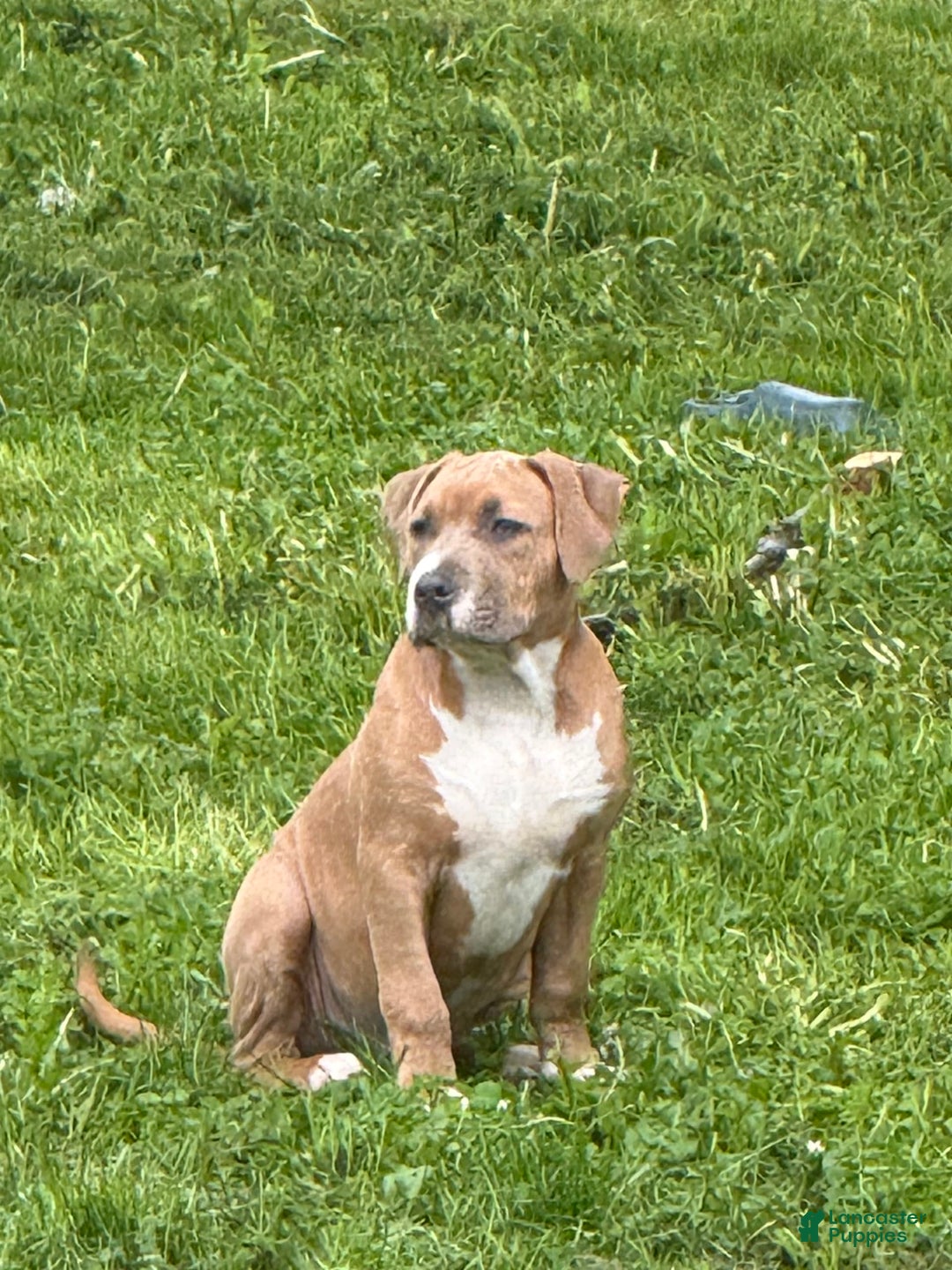 American Bully dogs for sale: Fawn/bluefawn - Image 5