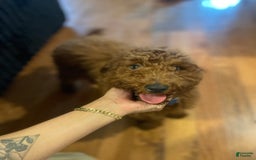 Miniature Poodle dogs for sale: Gucci - Image 3