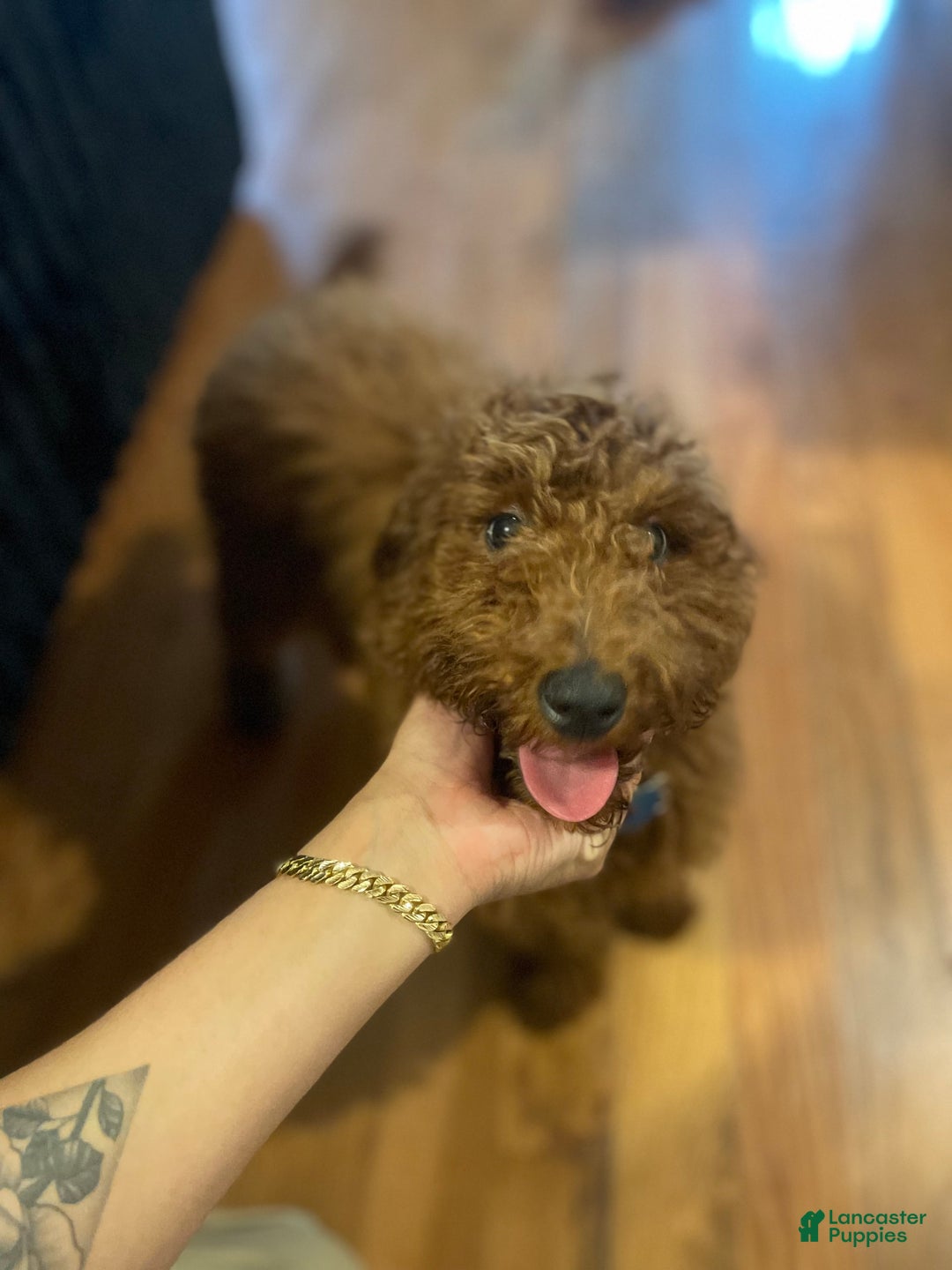 Miniature Poodle dogs for sale: Gucci - Image 3
