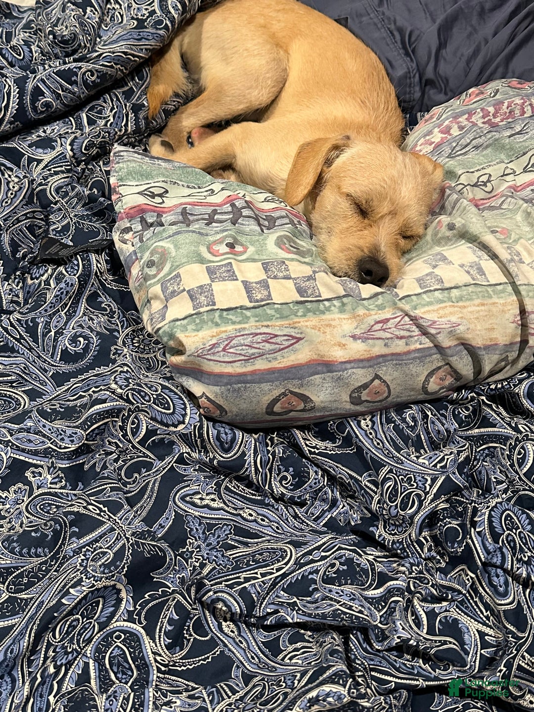 Border Terrier dogs for sale: Benji - Image 6