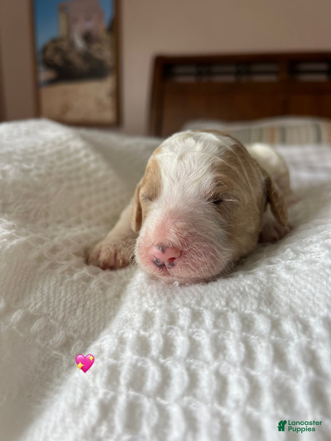 Goldendoodle dogs for sale: Cookie - Image 2