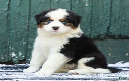 Australian Shepherd dogs for sale: Dakota - Image 1