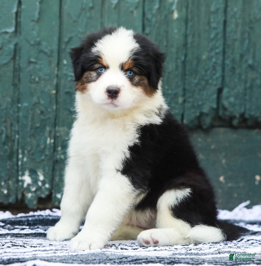 Australian Shepherd dogs for sale: Dakota - Image 1