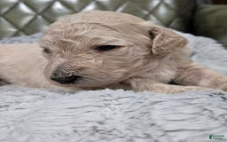 Standard Poodle dogs for sale: Maple - Image 3