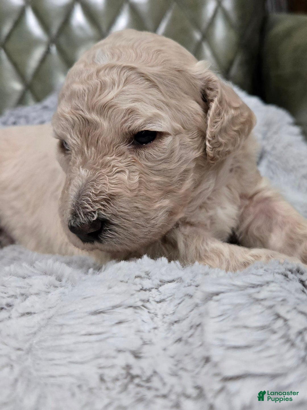 Standard Poodle dogs for sale: Maple - Image 3
