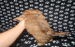 Shih Tzu dogs for sale: Dexter - Image 15