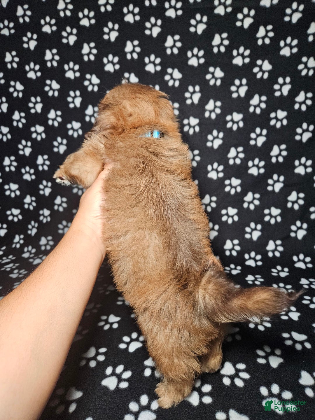 Shih Tzu dogs for sale: Dexter - Image 15