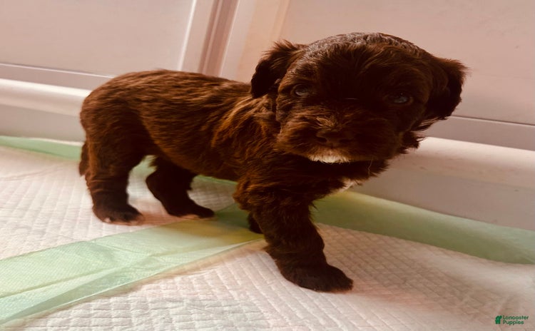 Aussiedoodle dogs for sale - Ad 4