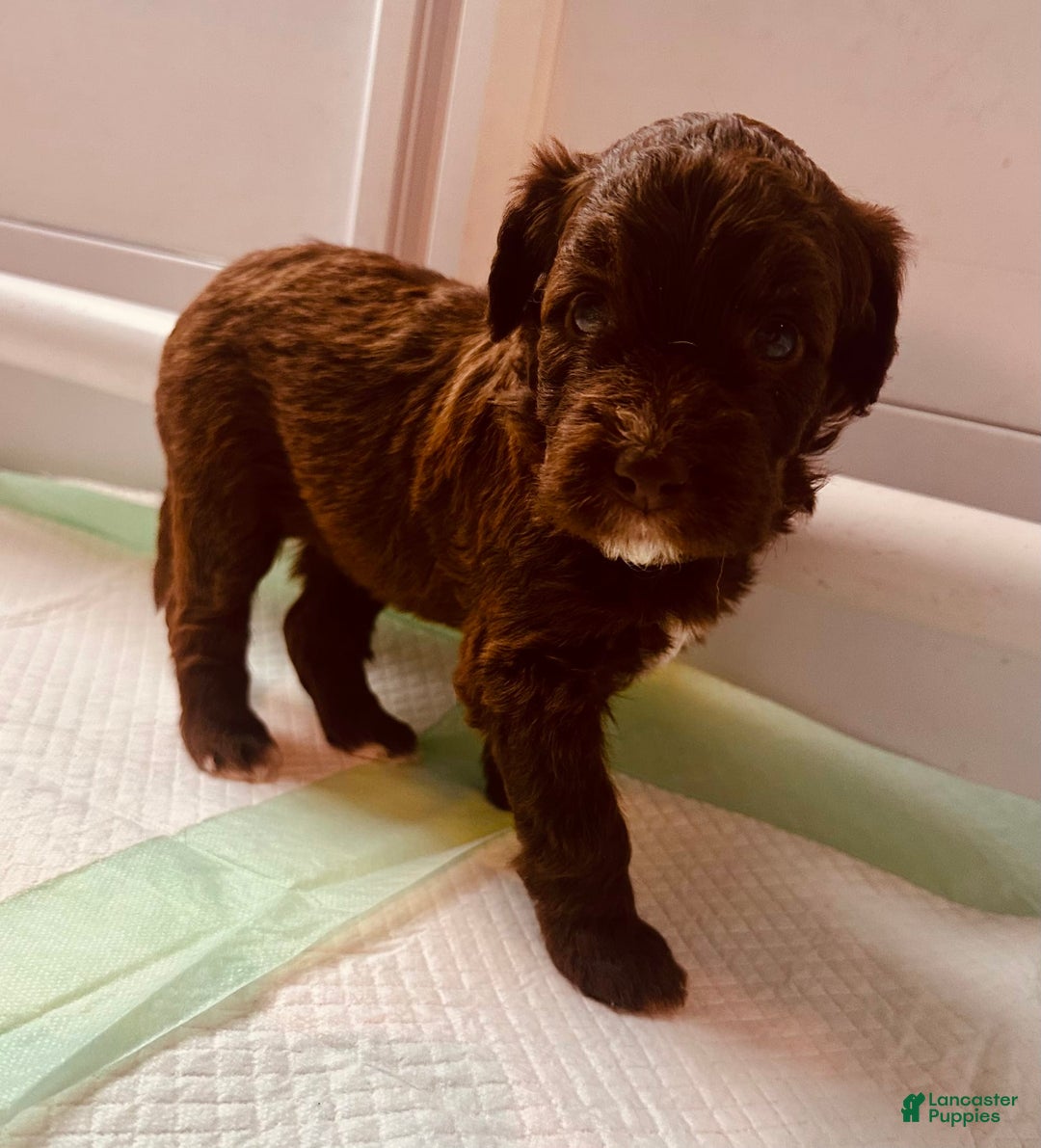 Aussiedoodle dogs for sale: Hailey - Image 1