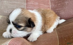 Shih Tzu dogs for sale: Ollie - Image 7