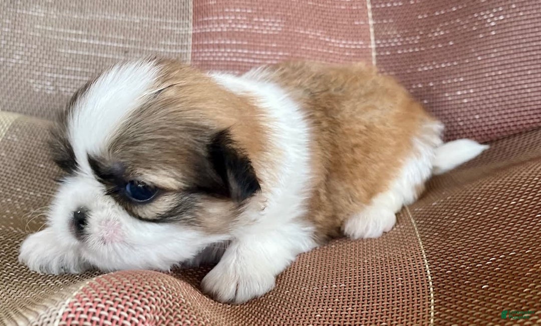 Shih Tzu dogs for sale: Ollie - Image 7